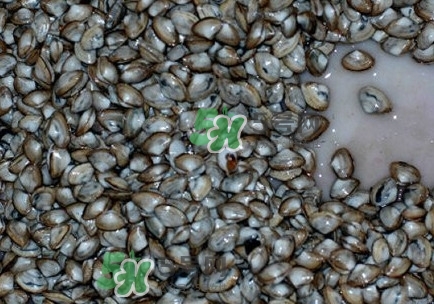 海瓜子怎么養(yǎng)？如何挑選海瓜子