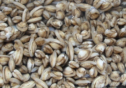 海瓜子是放涼水煮還是熱水？海瓜子淡水能養(yǎng)活嗎