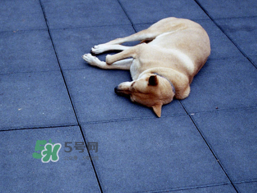 三伏天可以睡地上嗎？三伏天可以睡地板嗎？