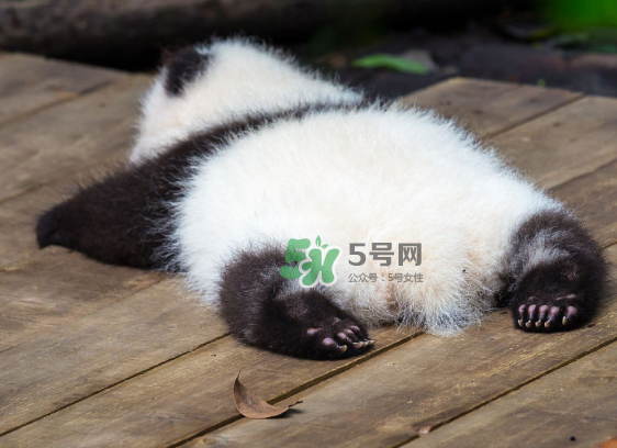 三伏天可以睡地上嗎？三伏天可以睡地板嗎？