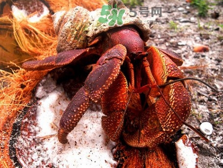 椰子蟹是寄居蟹嗎？椰子蟹中國哪里能買到