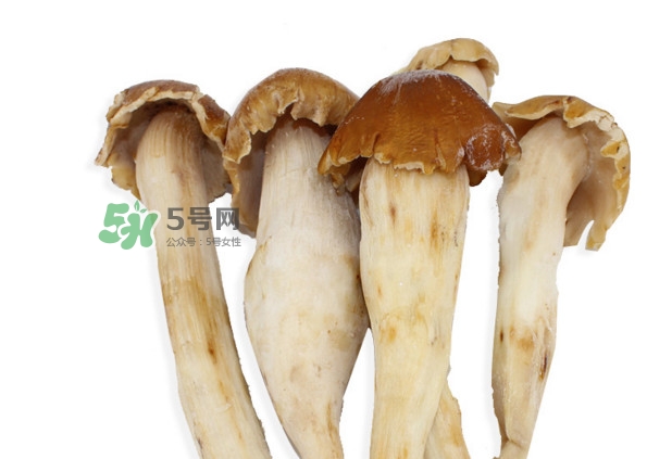 雞樅菌有毒嗎？雞樅菌不能和什么一起吃？