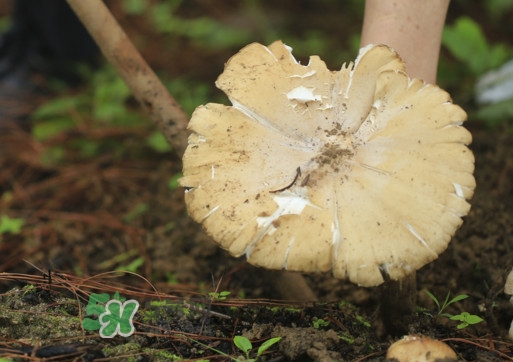 雞樅菌怎么讀？雞樅菌怎么做好吃？