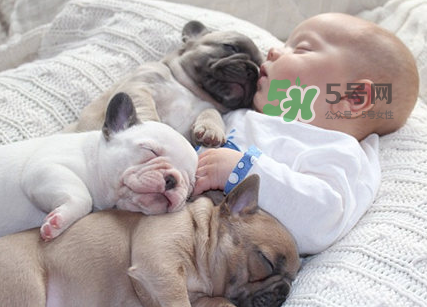 狗對(duì)孕婦的危害有哪些？狗對(duì)孕婦有影響嗎？