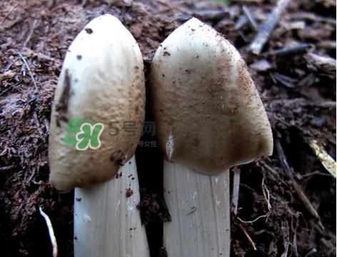 雞樅菌怎么保存？雞樅菌可以放冰箱嗎？