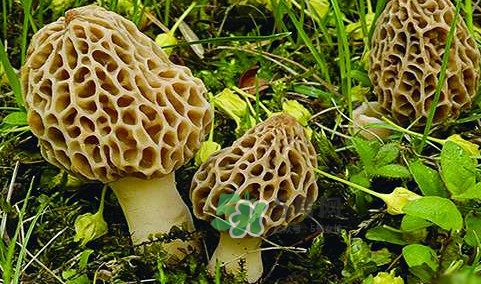 羊肚菌生長在什么地方？羊肚菌同什么煲湯最好