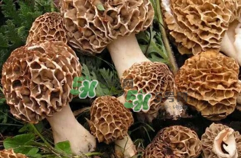 羊肚菌最大產(chǎn)地是哪兒？羊肚菌怎么泡發(fā)