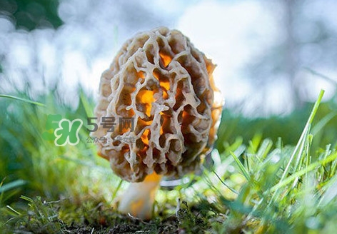 羊肚菌怎么清洗？羊肚菌怎么保存