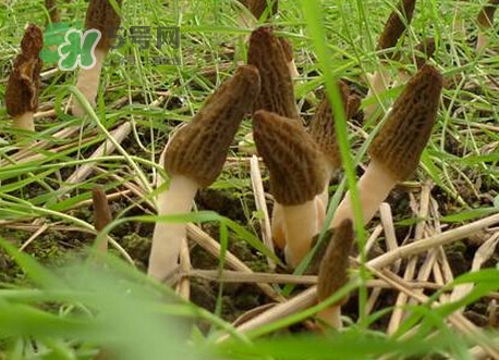 羊肚菌什么時候采摘？羊肚菌什么季節(jié)有