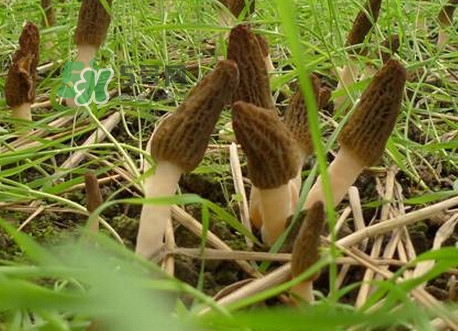 如何識(shí)別羊肚菌真假？買羊肚菌怎么挑選