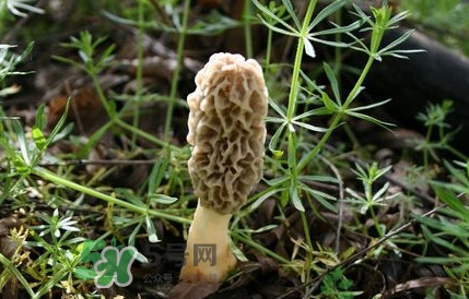 如何識(shí)別羊肚菌真假？買羊肚菌怎么挑選