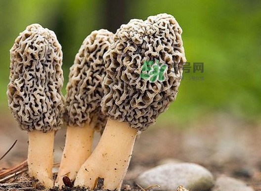 羊肚菌怎么做好吃？羊肚菌有什么好處