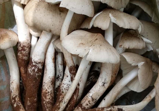 雞樅菌什么時候有？雞樅菌生長在什么地方