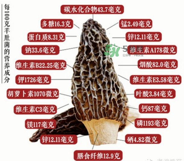 野生羊肚菌多少錢一斤？干羊肚菌多少錢一斤