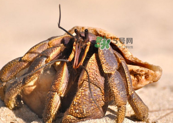 椰子蟹是寄居蟹嗎？椰子蟹中國哪里能買到