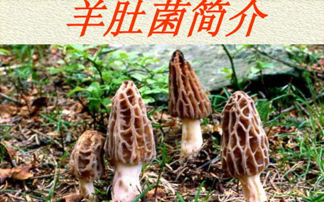 羊肚菌每天吃多少合適 羊肚菌吃了會中毒嗎