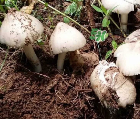 雞樅菌怎么保存？雞樅菌可以放冰箱嗎？