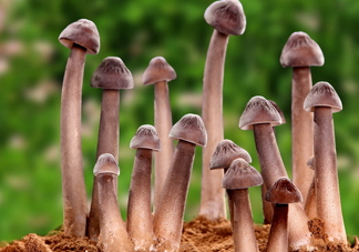 雞樅菌為什么那么貴？雞樅菌為什么離不開白螞蟻