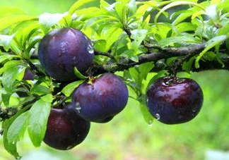 黑布李多少錢一斤？黑布李和紅布李哪個貴？