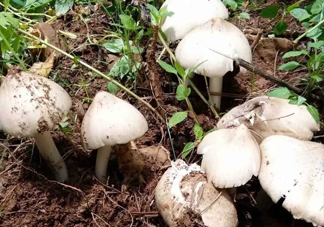 雞樅菌怎么保存？雞樅菌可以放冰箱嗎？