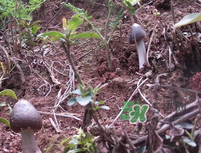 雞樅菌為什么那么貴？雞樅菌為什么離不開白螞蟻