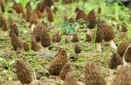 羊肚菌什么時候采摘？羊肚菌什么季節(jié)有