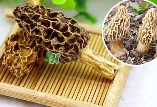 羊肚菌怎么清洗？羊肚菌怎么保存