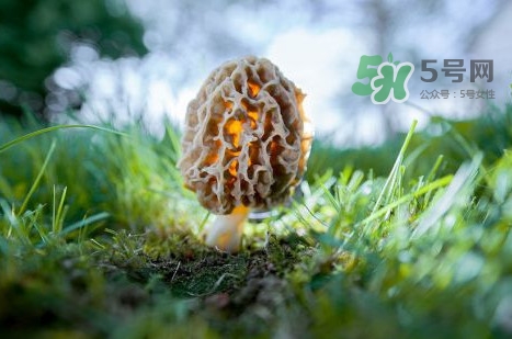 羊肚菌可以泡茶喝嗎？羊肚菌可以生吃嗎