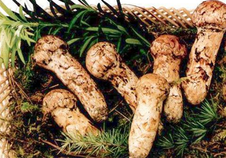 新鮮松茸怎么保存？干松茸如何保存？