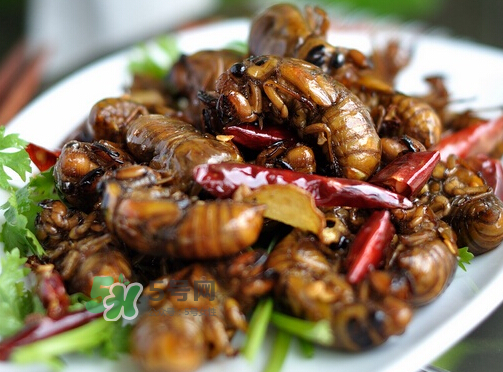 八月份還有知了猴嗎？知了幾月份就沒(méi)有了？