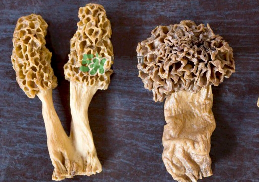 羊肚菌有假的嗎？野生羊肚菌有幾種？