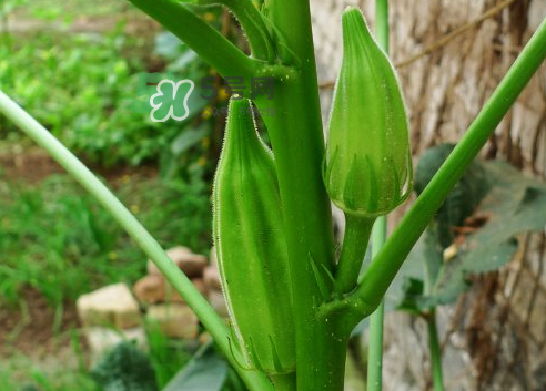 八月份可以種秋葵嗎？8月份能種秋葵嗎？