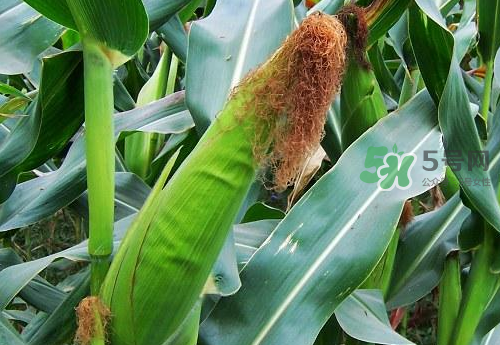 8月份能種玉米嗎？八月份可以種玉米嗎？