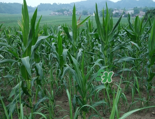8月份能種玉米嗎？八月份可以種玉米嗎？