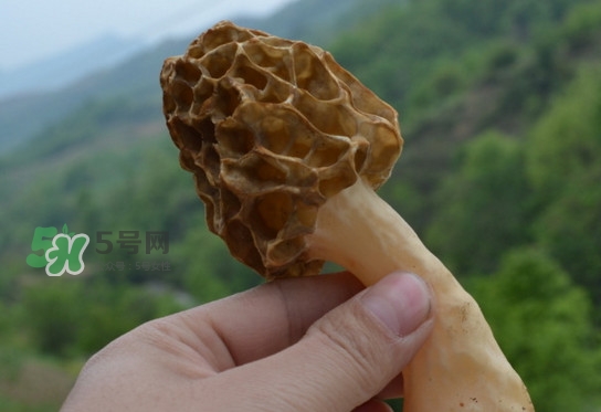 羊肚菌可以泡水喝嗎？羊肚菌可以燉鴿子嗎