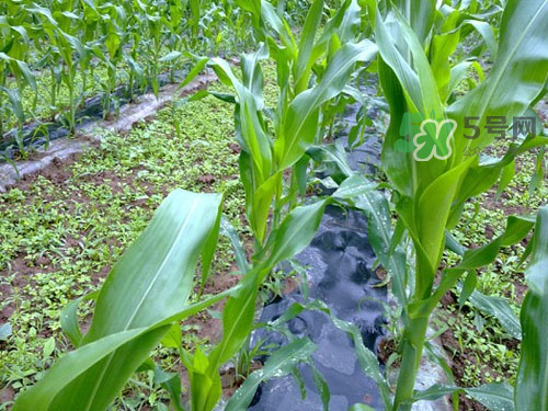 8月份能種玉米嗎？八月份可以種玉米嗎？