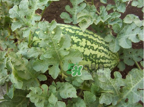 八月份能種西瓜嗎？大棚八月可以種西瓜嗎？