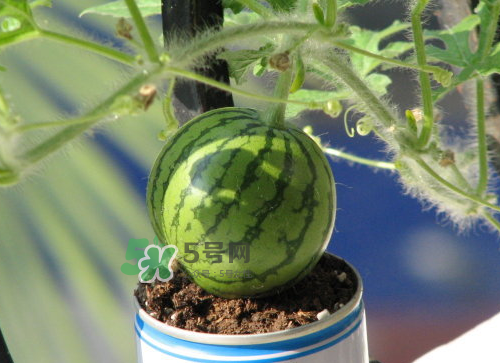 八月份能種西瓜嗎？大棚八月可以種西瓜嗎？