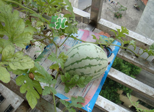 八月份能種西瓜嗎？大棚八月可以種西瓜嗎？