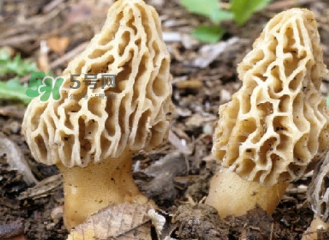 羊肚菌可以泡茶喝嗎？羊肚菌可以生吃嗎