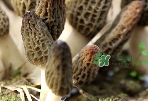 羊肚菌能泡酒嗎？羊肚菌可以炒著吃嗎？