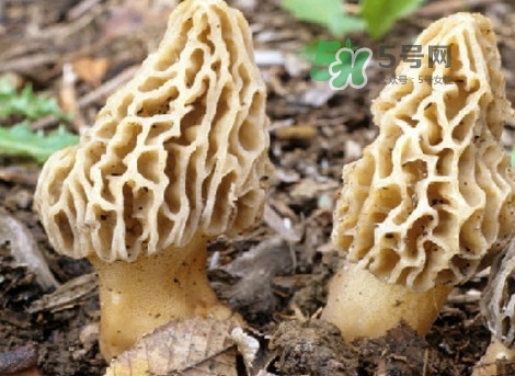 羊肚菌能治什么?。垦蚨蔷芾鋬霰ｕr嗎