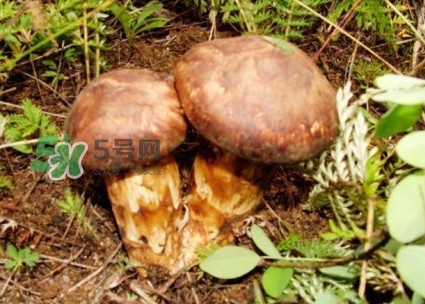 新鮮松茸怎么保存？干松茸如何保存？