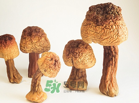 松茸是發(fā)物嗎？松茸是熱性還是涼性？