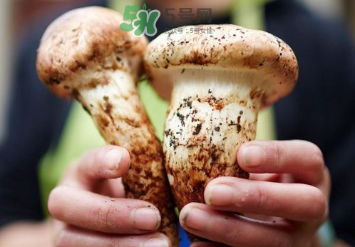 松茸什么時(shí)候吃最好？松茸什么季節(jié)有