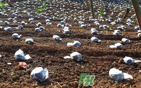 羊肚菌種植是不是騙局？羊肚菌的種植技術(shù)