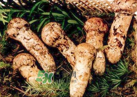 新鮮松茸怎么保存？干松茸如何保存？