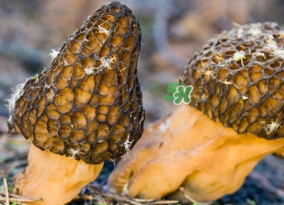 羊肚菌有假的嗎？野生羊肚菌有幾種？