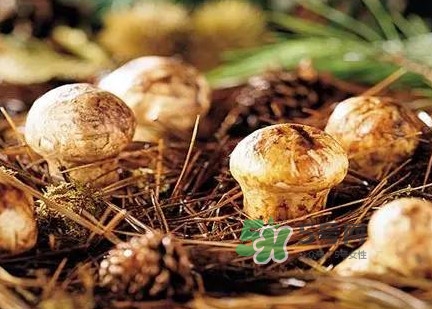 松茸什么時(shí)候吃最好？松茸什么季節(jié)有