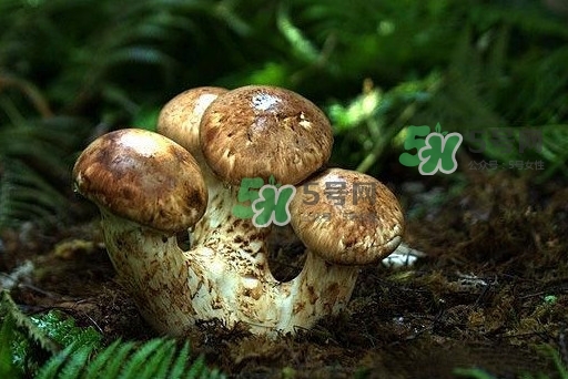 干松茸多少錢一斤？野生松茸多少錢一斤？